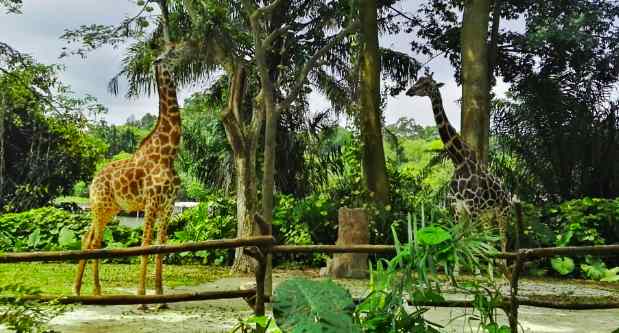 動物園有什么污水需要處理怎么處理（野生動物園污水環(huán)評標準）